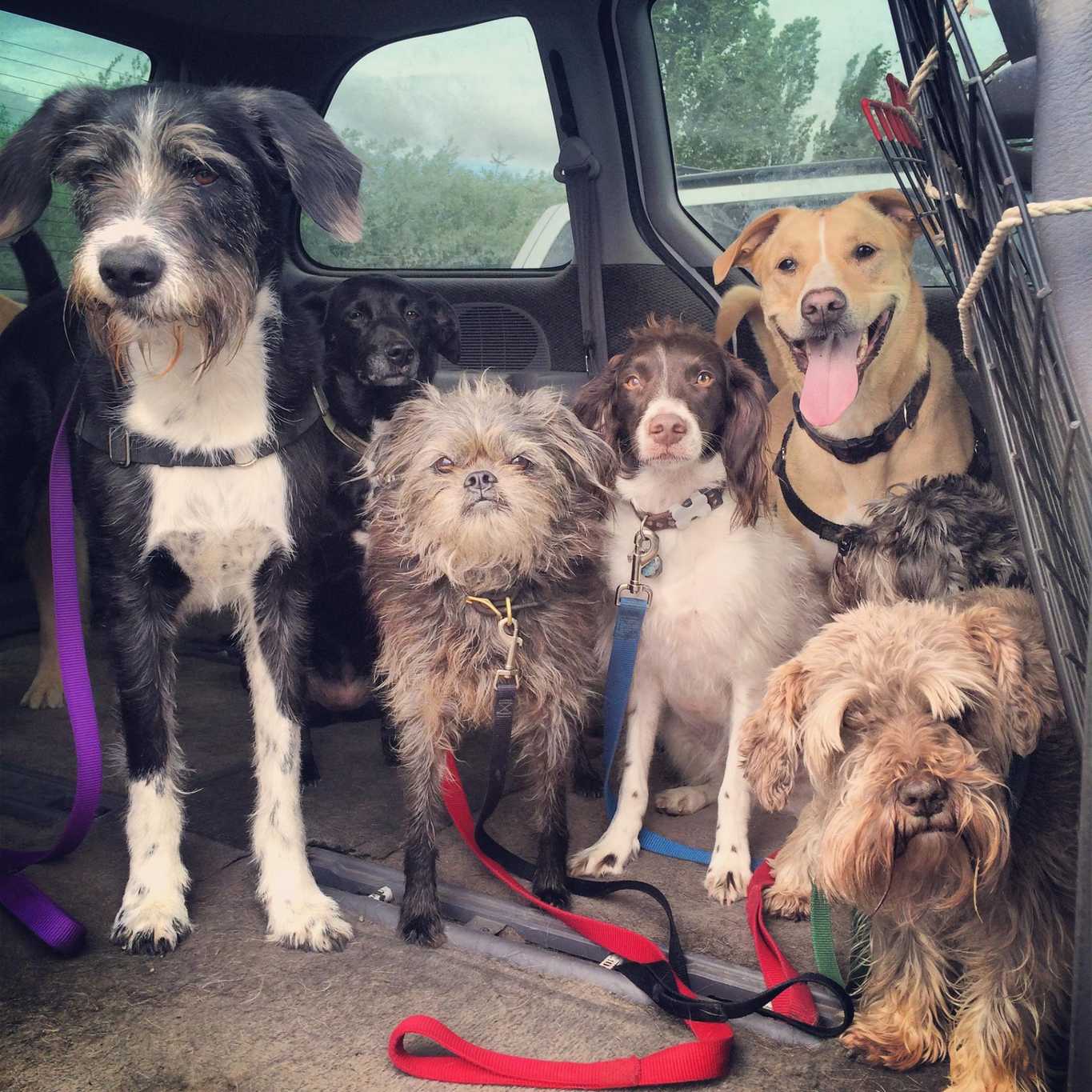 Dogs in a van on their way to the park, including my dog Wally.