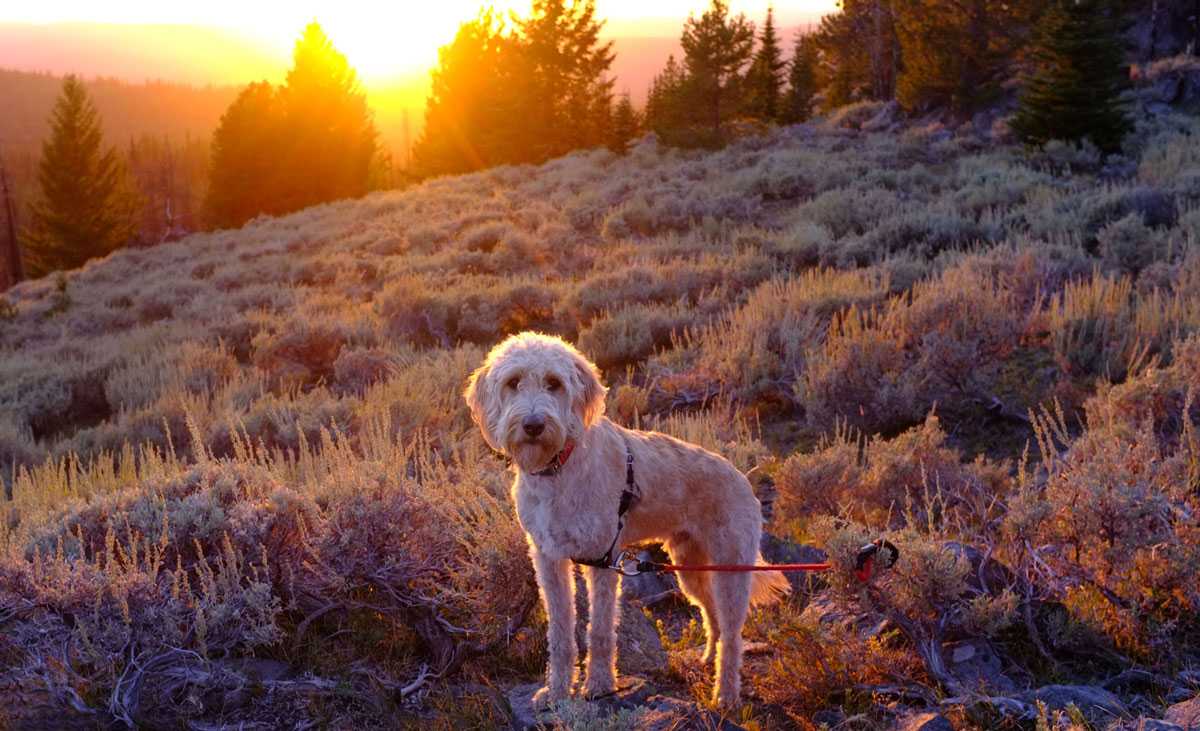 Rainier at sunset in the mountains in Eastern Oregon