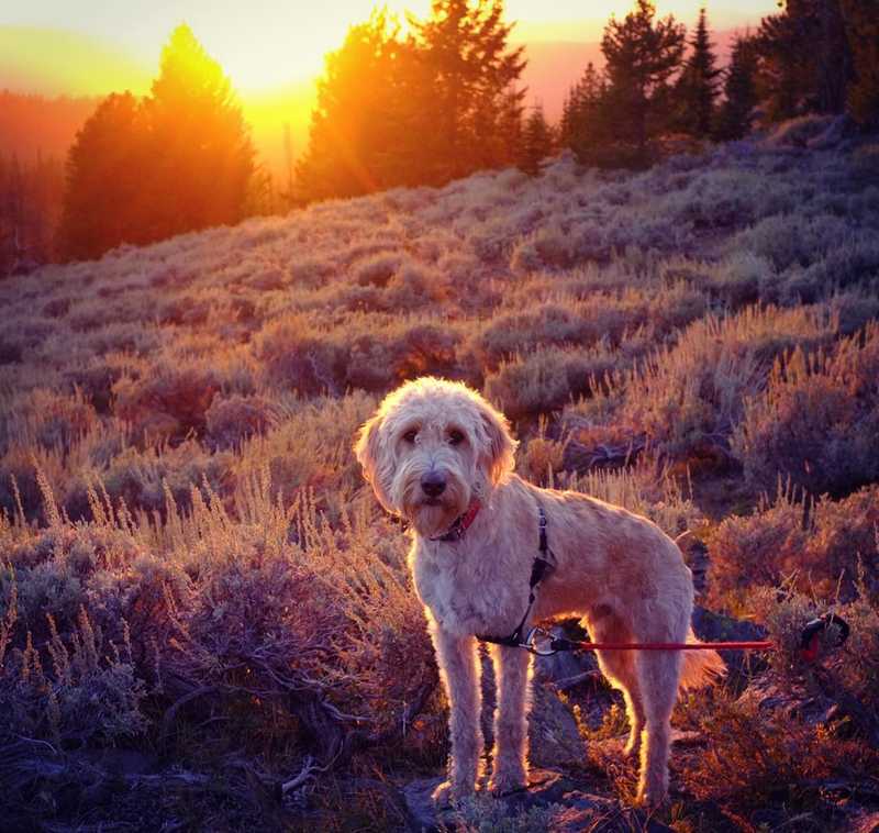 Rainier the labradoodle in the Oregon wilderness