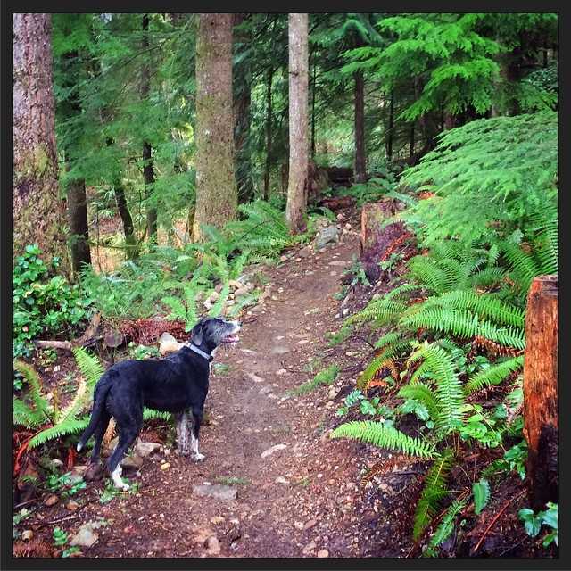 Wally on a mountain bike trail